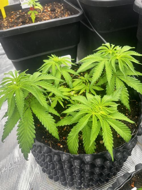 CCG / GHS Projekt. Week 5