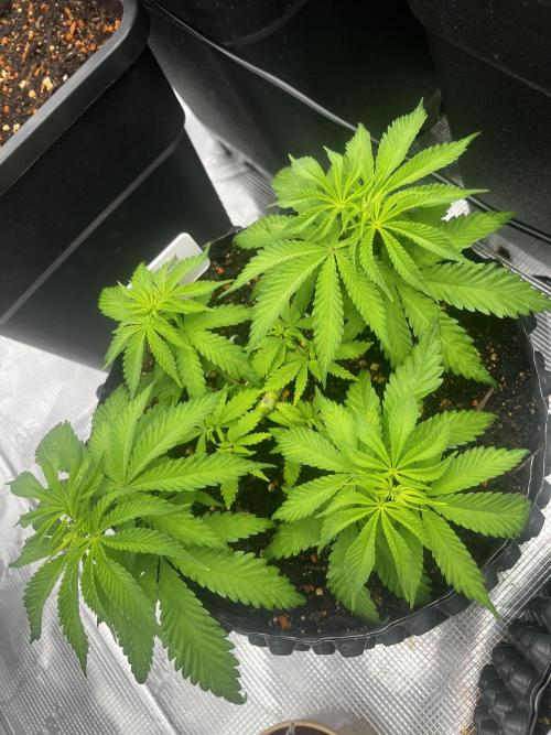 CCG / GHS Projekt. Week 5