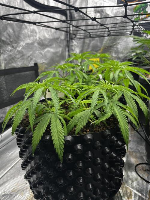CCG / GHS Projekt. Week 6