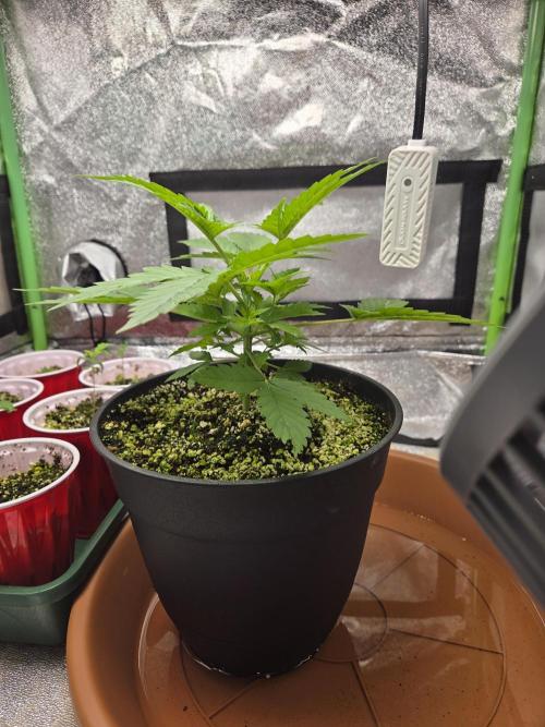 mini perpetual grow. Week 4 - critical daddy purple 