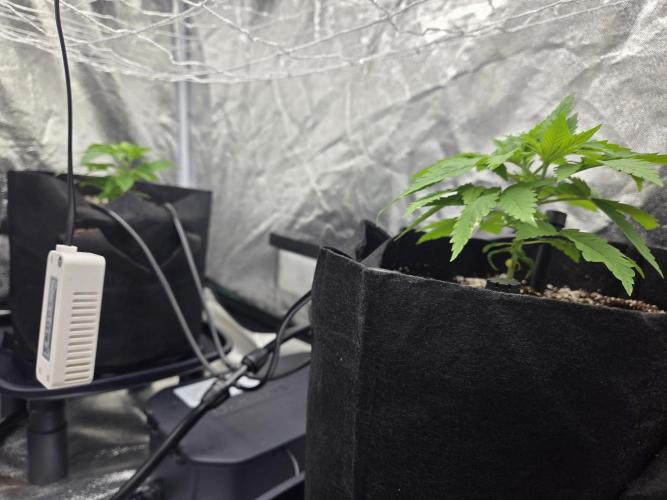 Critical Daddy Purple. Week 6 - 2 CDP
