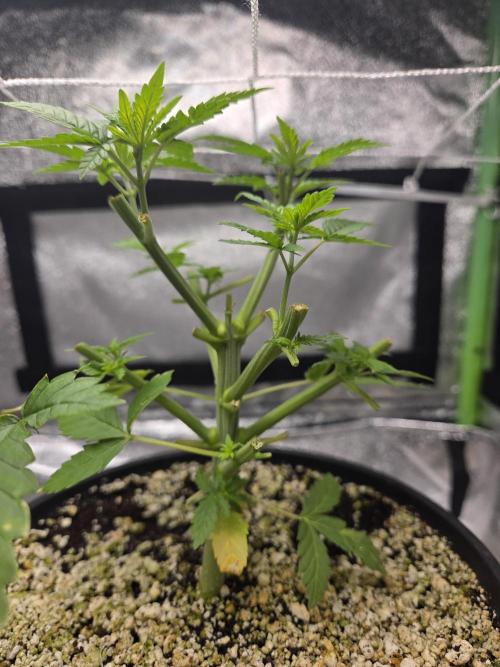 Critical Daddy Purple. Week 6 - CDP future mother just heavy pruned hope she survives