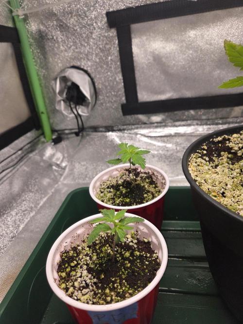 Critical Daddy Purple. Week 6 - 2 PE (Pineapple express) 1 is a future mother 