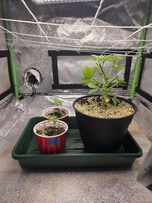 Critical Daddy Purple. Week 6 - 2x2x3 mother and clone room