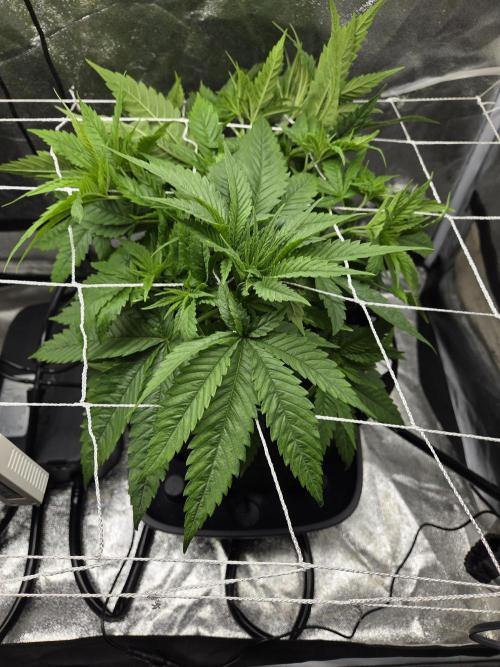 Critical Daddy Purple. Week 7 - CDP#1