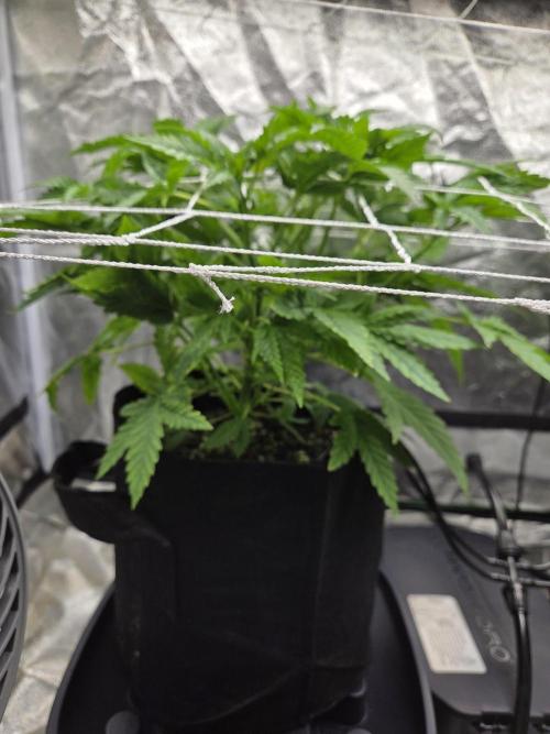 Critical Daddy Purple. Week 7 - CDP#2