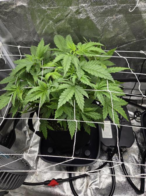 Critical Daddy Purple. Week 7 - CDP#2