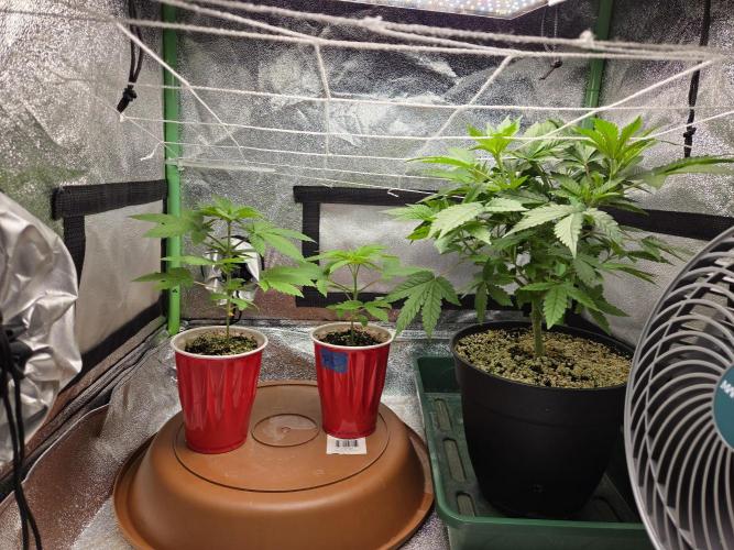 Critical Daddy Purple. Week 7 - CDP bonsai mom, 2 pineapple express seeds for new mother will transplant this week