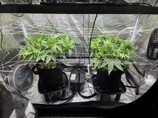 Critical Daddy Purple. Week 8
