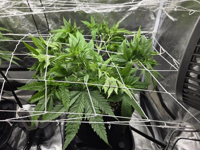 Critical Daddy Purple. Week 8