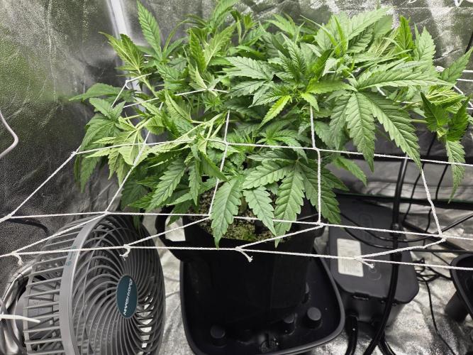 Critical Daddy Purple. Week 8