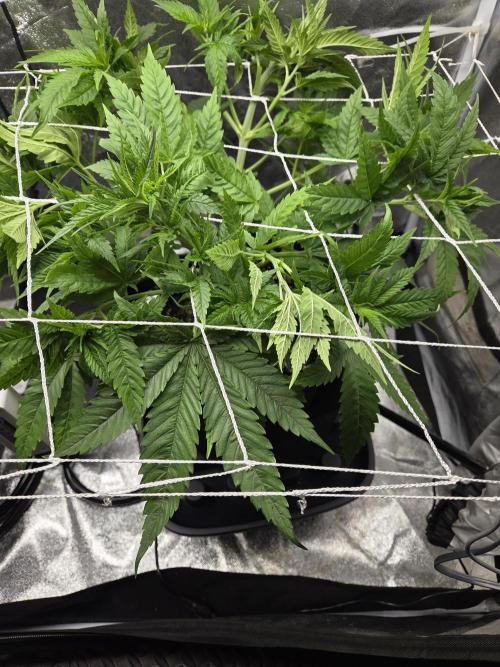 Critical Daddy Purple. Week 8