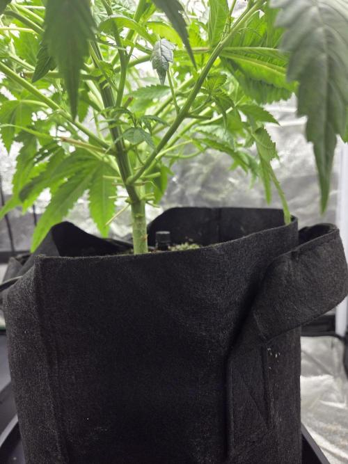 Critical Daddy Purple. Week 8