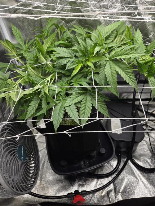 Critical Daddy Purple. Week 8
