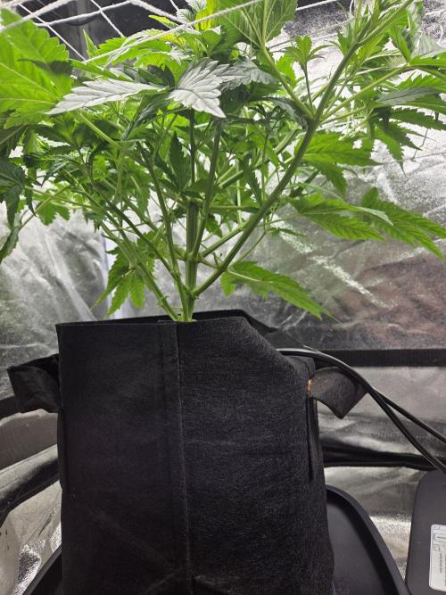 Critical Daddy Purple. Week 8