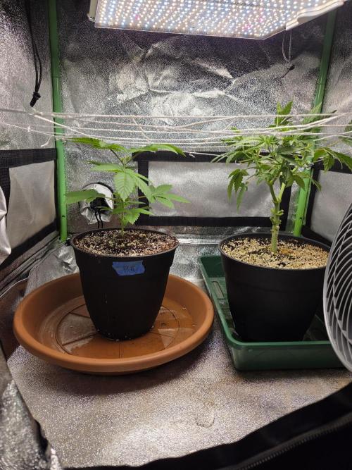 Critical Daddy Purple. Week 8