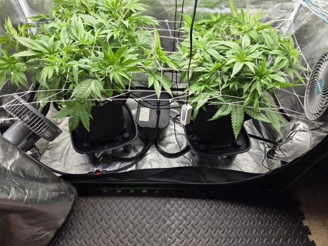 Critical Daddy Purple. Week 1 - 8/17