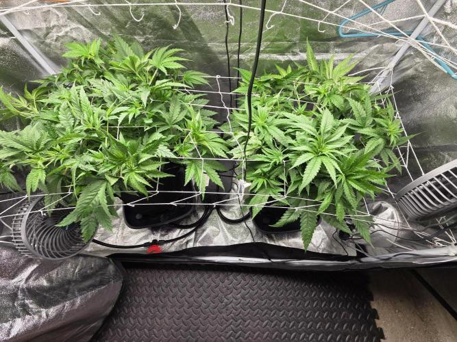 Critical Daddy Purple. Week 1 - 8/17