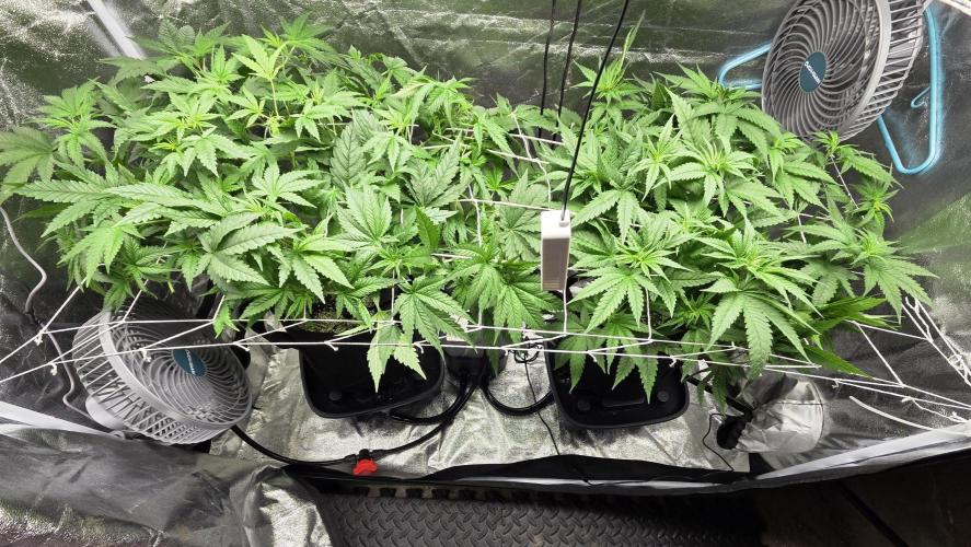 Critical Daddy Purple. Week 1 - 8/19