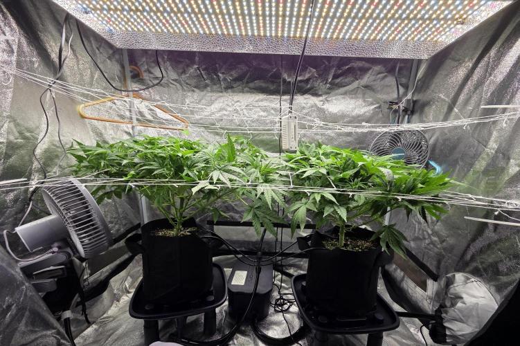 Critical Daddy Purple. Week 1 - 8/19