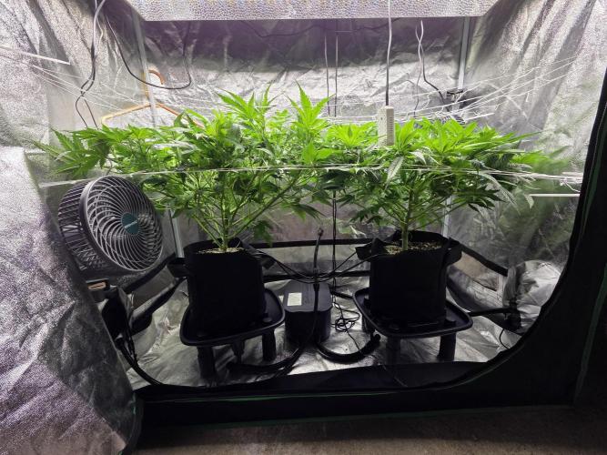 Critical Daddy Purple. Week 2