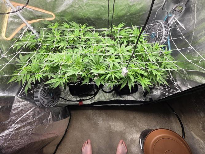 Critical Daddy Purple. Week 2