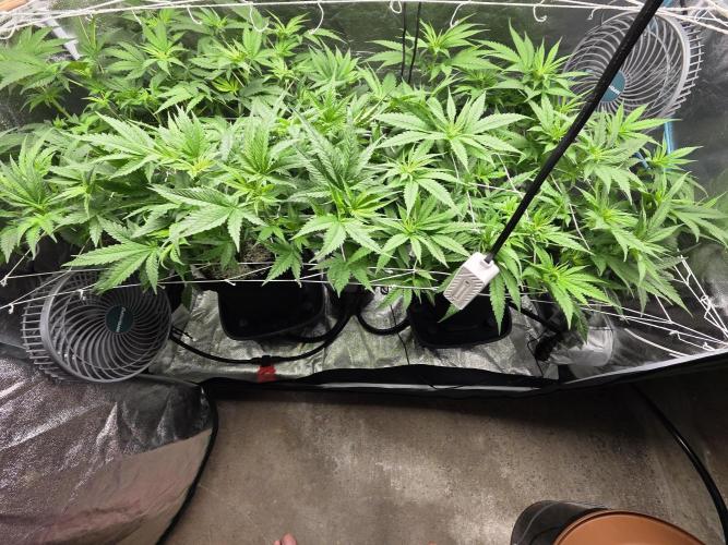 Critical Daddy Purple. Week 2