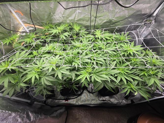 Critical Daddy Purple. Week 2 - 8/29