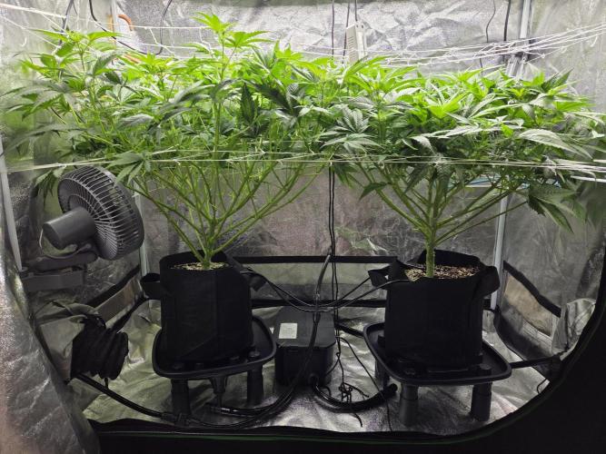 Critical Daddy Purple. Week 2 - 8/29
