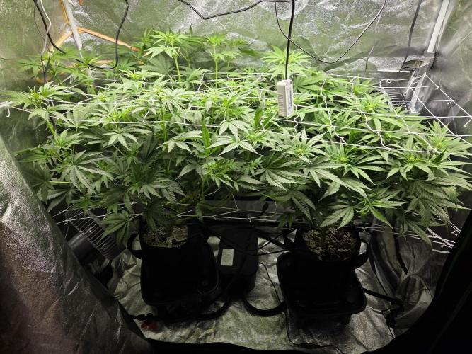 Critical Daddy Purple. Week 3