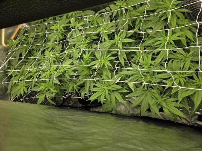 Critical Daddy Purple. Week 2 - pretty even, top trellis is to support the buds