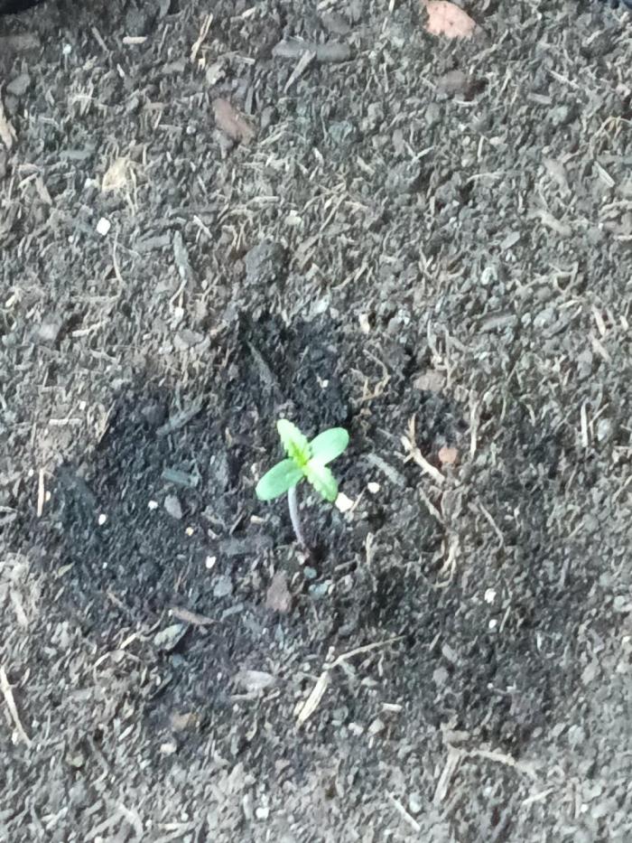 First grow(Blueberry auto). Week 1 - This was taken on day 7, she had a rocky start outside.