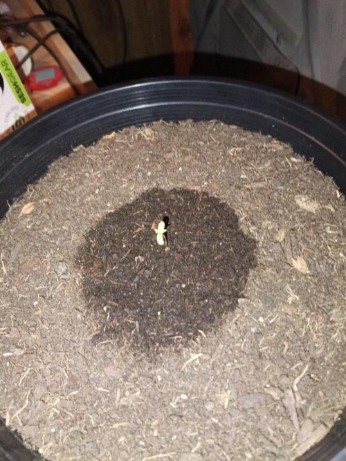 First grow(Blueberry auto). Week 0