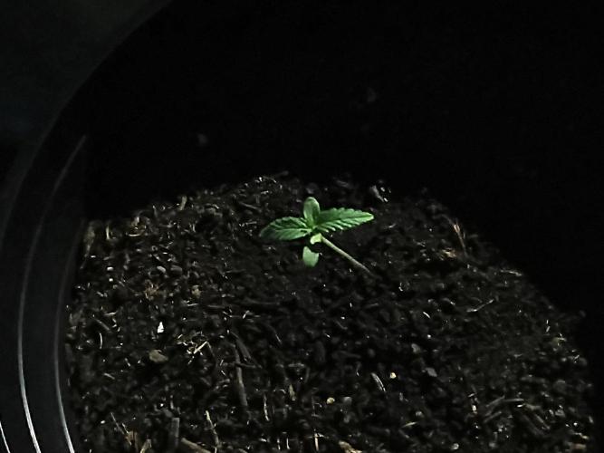 First grow(Blueberry auto). Week 2