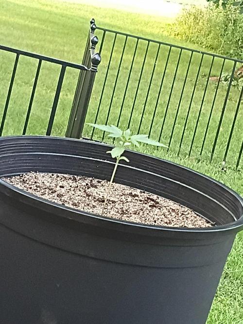First grow(Blueberry auto). Week 2