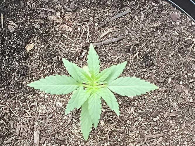 First grow(Blueberry auto). Week 3 - Day 19 close up 