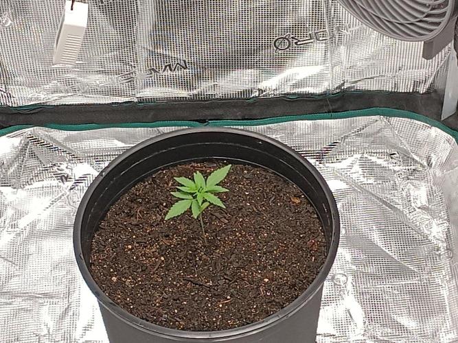 First grow(Blueberry auto). Week 3 - Day 21 daytime 