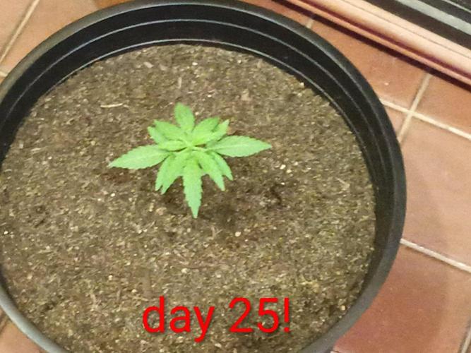 First grow(Blueberry auto). Week 4 - I can't help but feeling that she is behind in her growth. 