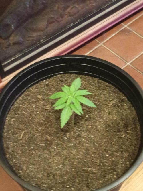First grow(Blueberry auto). Week 4