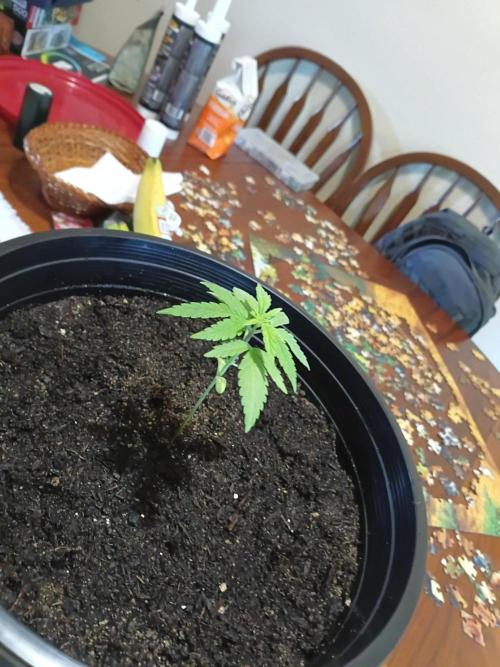 First grow(Blueberry auto). Week 4 - This was taken a few minutes after her feeding.