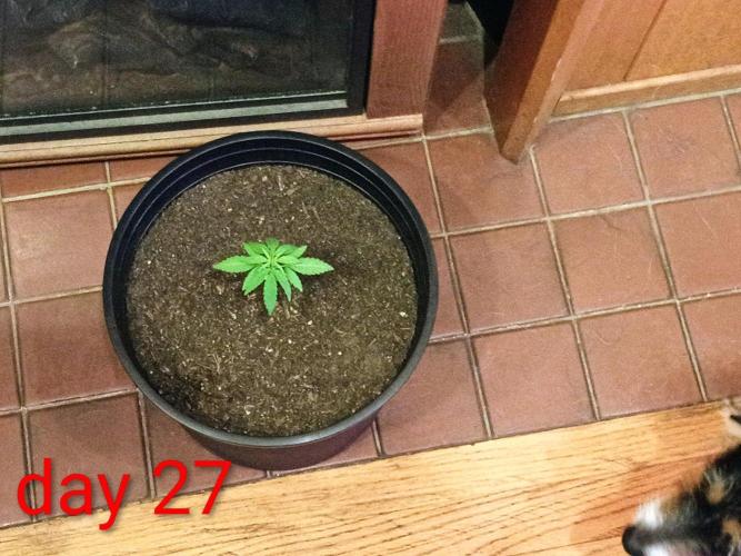 First grow(Blueberry auto). Week 4