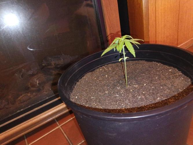 First grow(Blueberry auto). Week 4