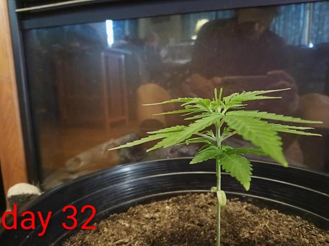 First grow(Blueberry auto). Week 5