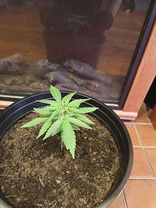 First grow(Blueberry auto). Week 5