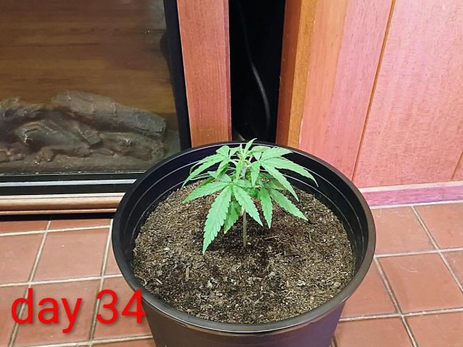 First grow(Blueberry auto). Week 5