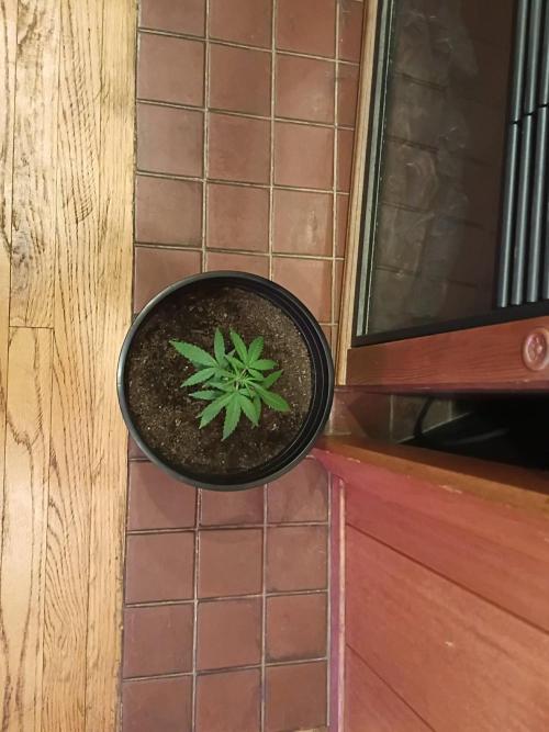 First grow(Blueberry auto). Week 5