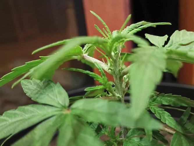 First grow(Blueberry auto). Week 5