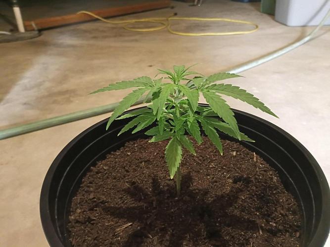First grow(Blueberry auto). Week 6
