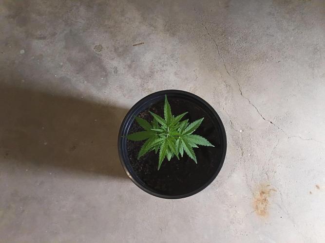 First grow(Blueberry auto). Week 6