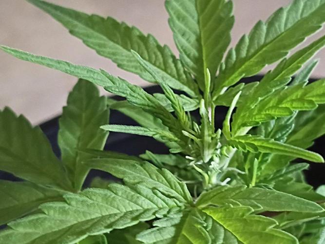 First grow(Blueberry auto). Week 6